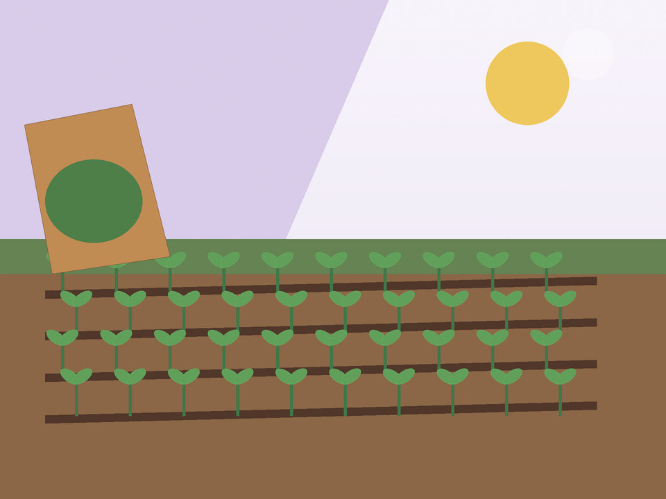 Unique link illustration for What to plant in spring in Potchefstroom — and when