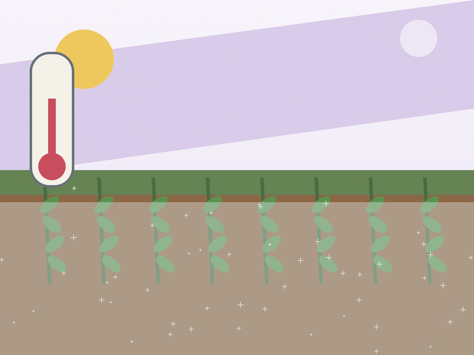 Unique link illustration for When is it safe to plant after frost in Potchefstroom?