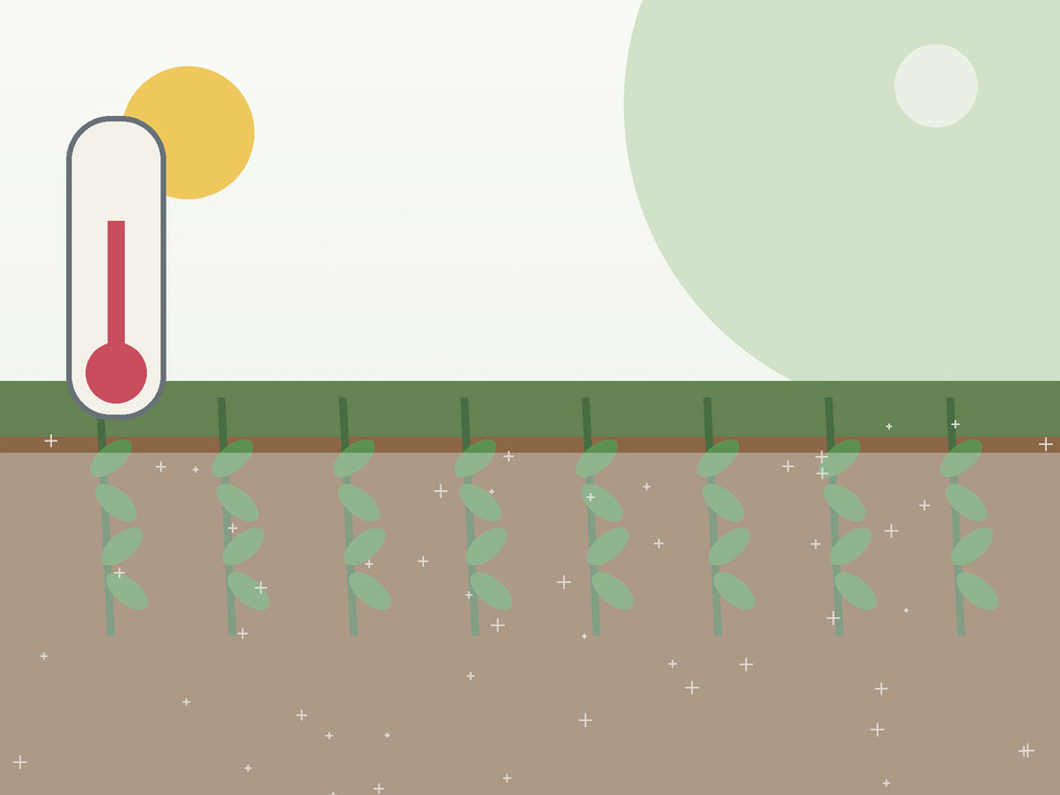 Unique link illustration for When is it safe to plant after frost in Potchefstroom?