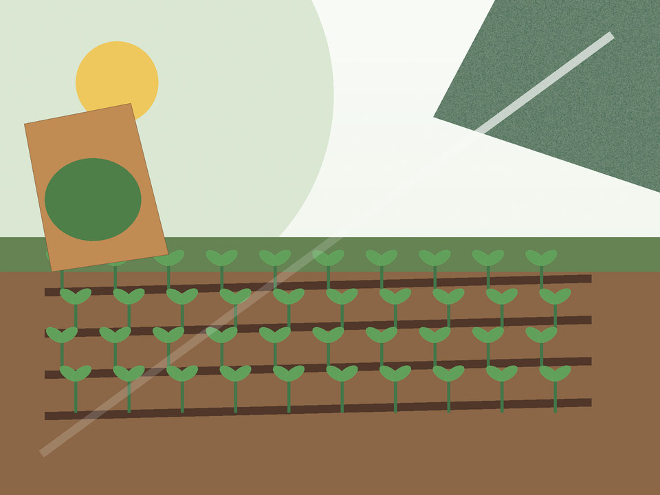 Unique link illustration for What to plant in spring in Potchefstroom — and when