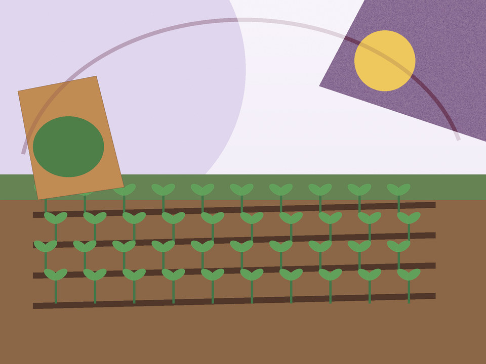 Unique link illustration for What to plant in spring in Potchefstroom — and when