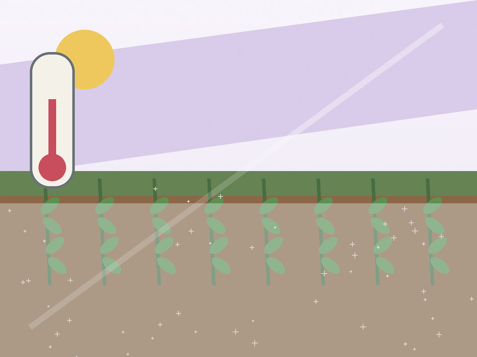 Unique link illustration for When is it safe to plant after frost in Potchefstroom?